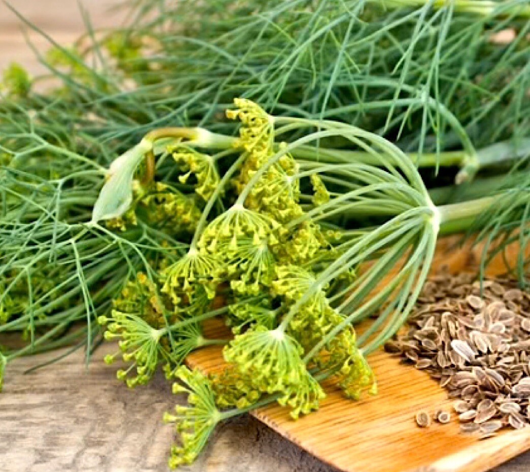 500+ Dukat Dill Seeds | Heirloom – Non-GMO | Free Shipping – USA