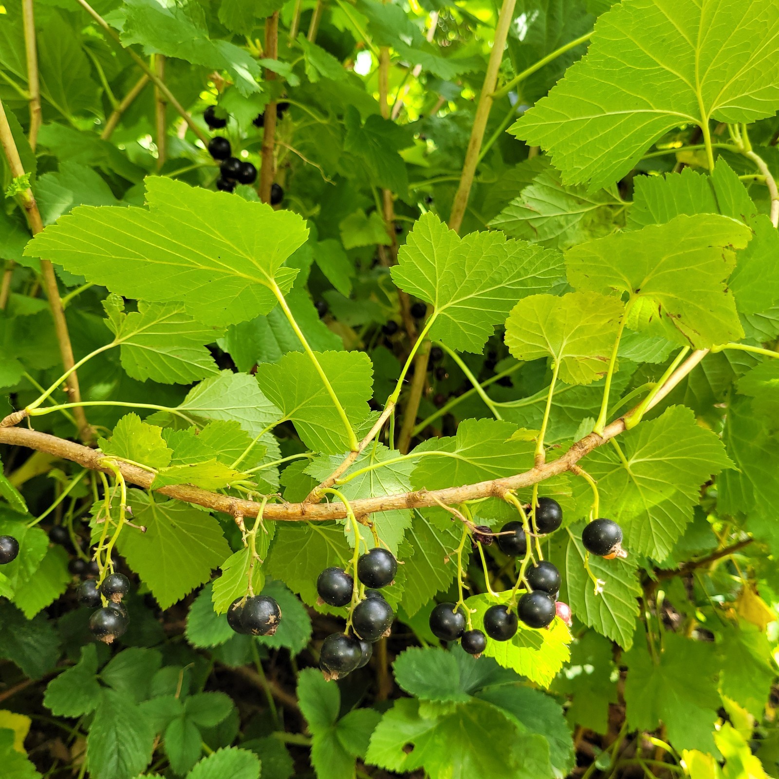 2 Pink 2 Black 2 Red Currant Fresh Cuttings Unrooted 6″-9″ Zones 3-8 Hardy