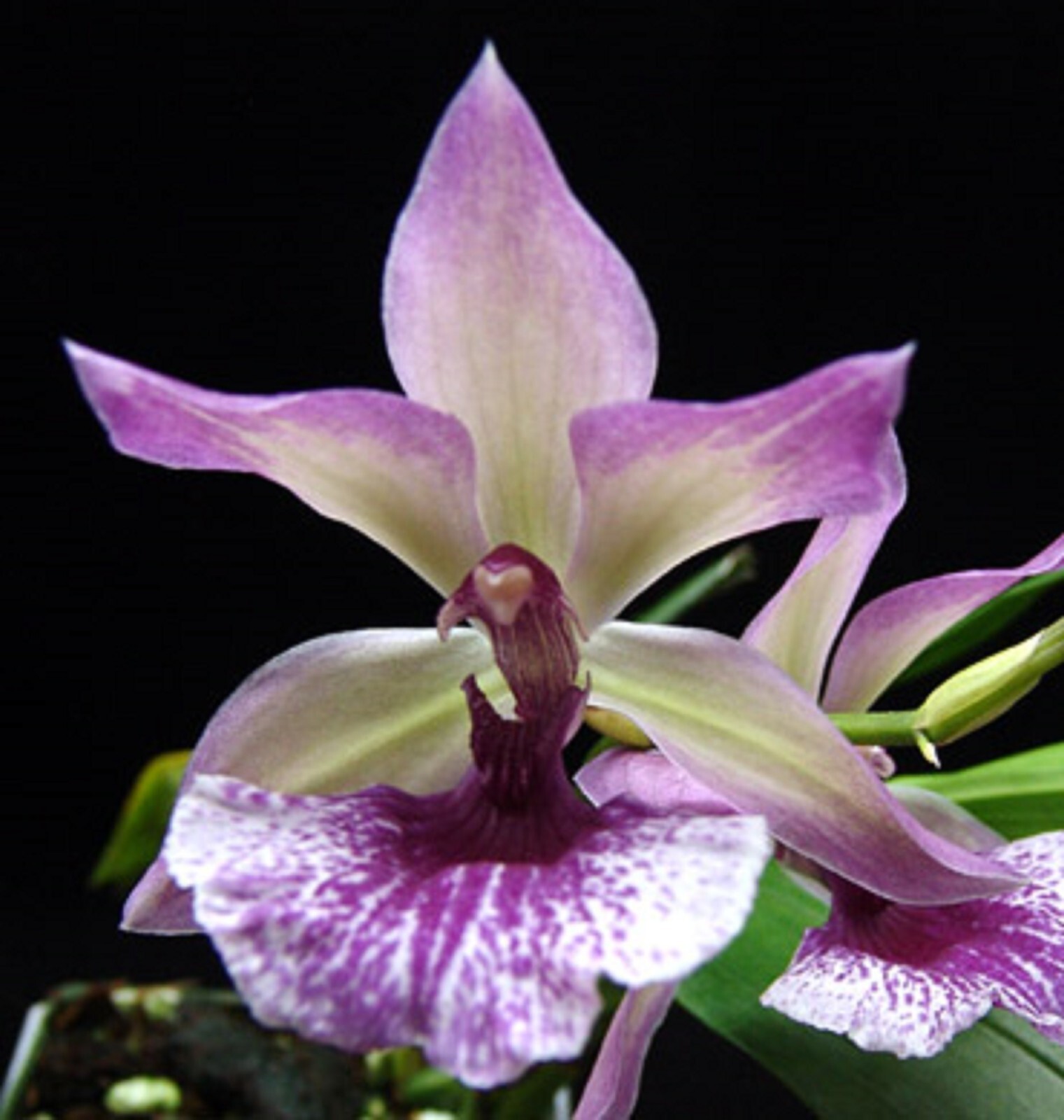 Zygonisia Cynosure ‘Blue Birds’, Orchid Plant Shipped in 2.5″ Pot