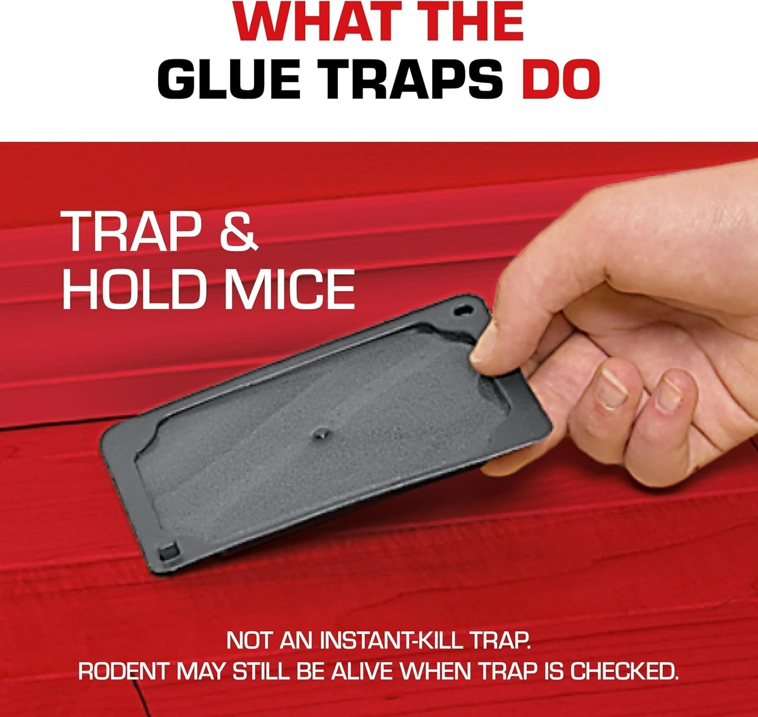 Glue Traps Mouse Size with Eugenol for Enhanced Stickiness – Sticky Pads For …