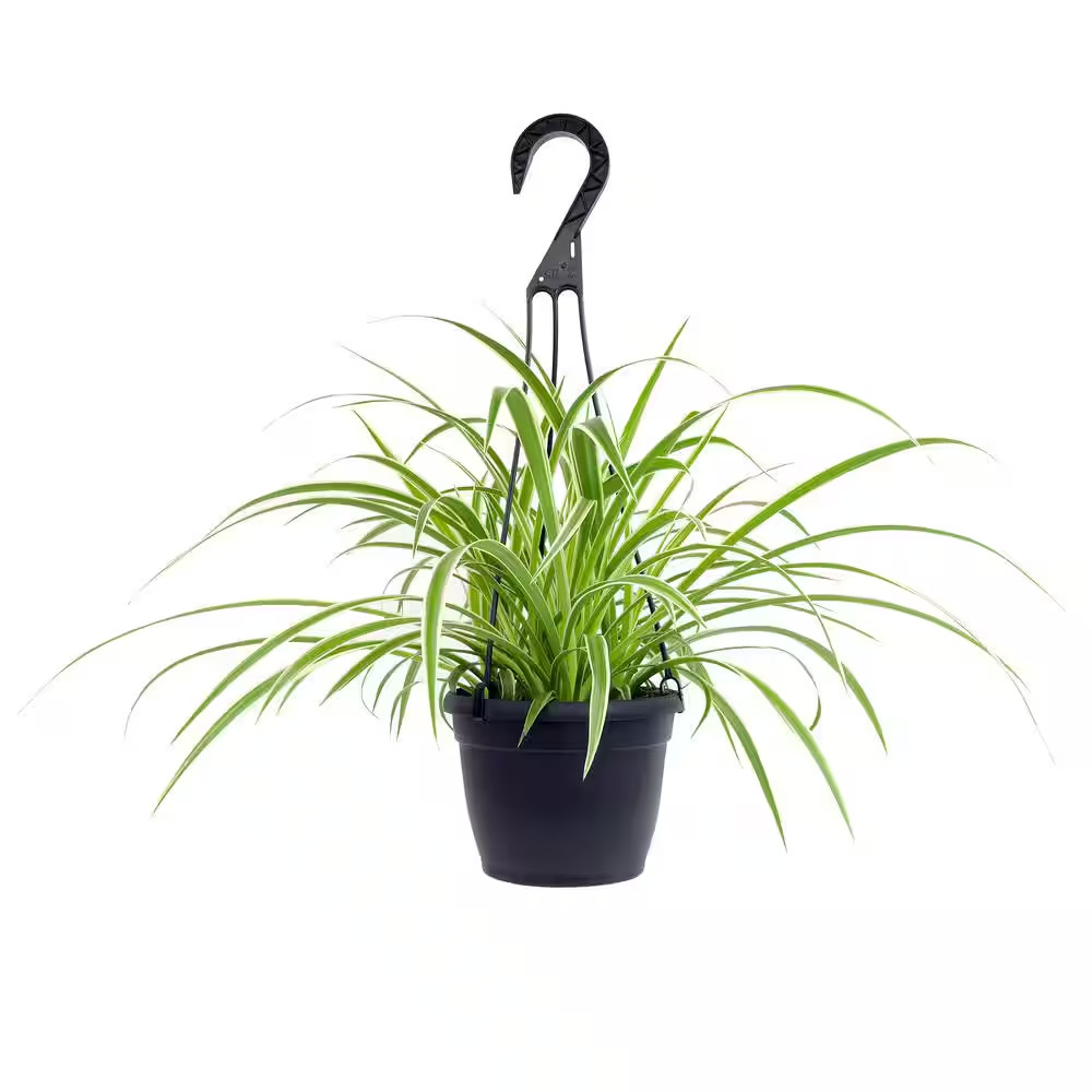 6 In. Spider Plant in Hanging Basket (Chlorophytum)