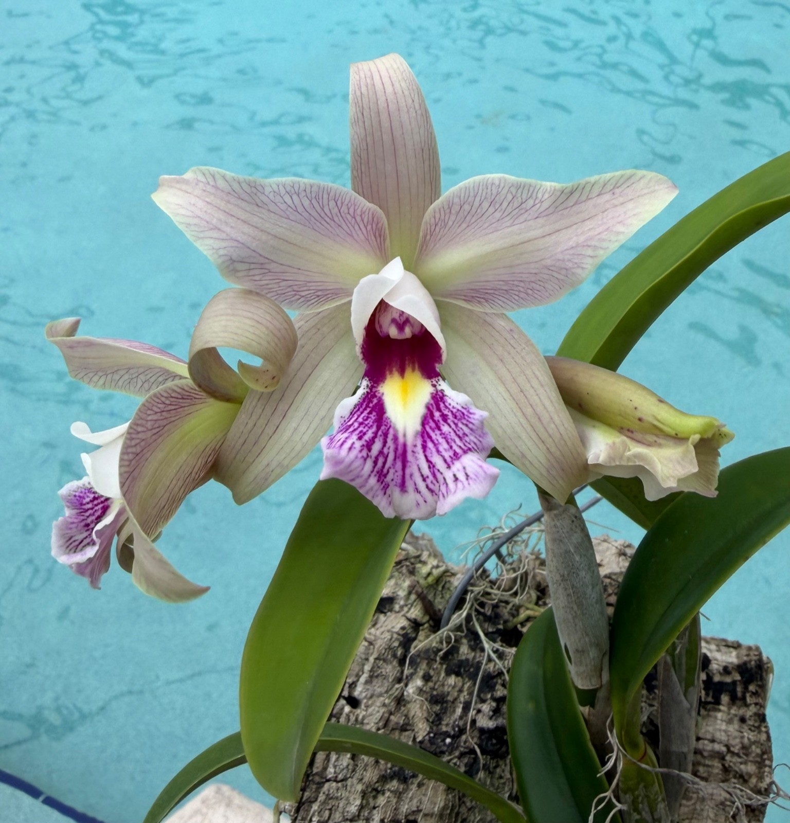 BLOOMING NOW Lc. Jean Stevenson ‘Peachy’ Laeliocattleya Rare Cattleya Orchid
