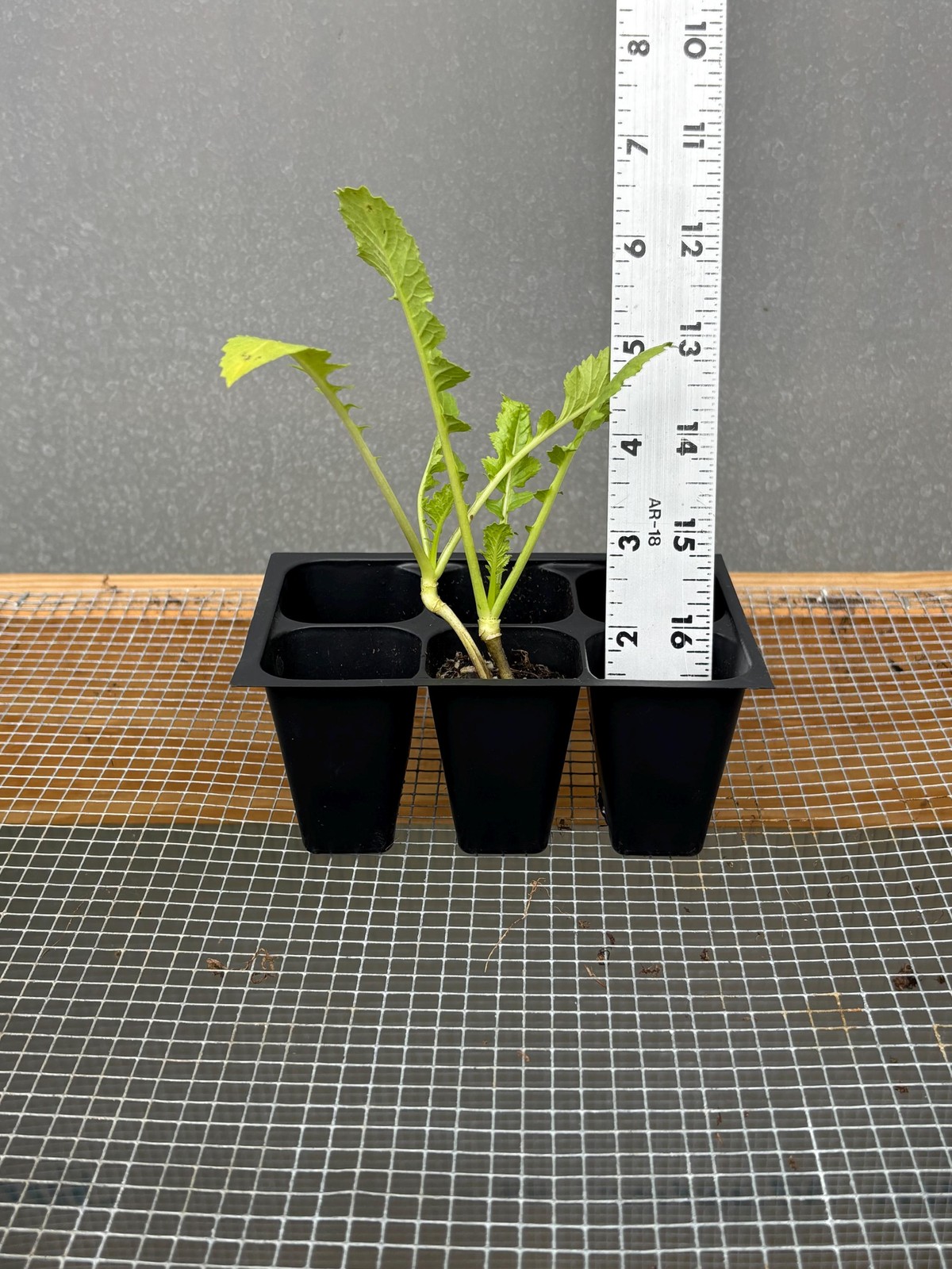Radish Live Plant – Seedlings/Plugs and Plants – 3″- 12″ tall – 30-60+ days old
