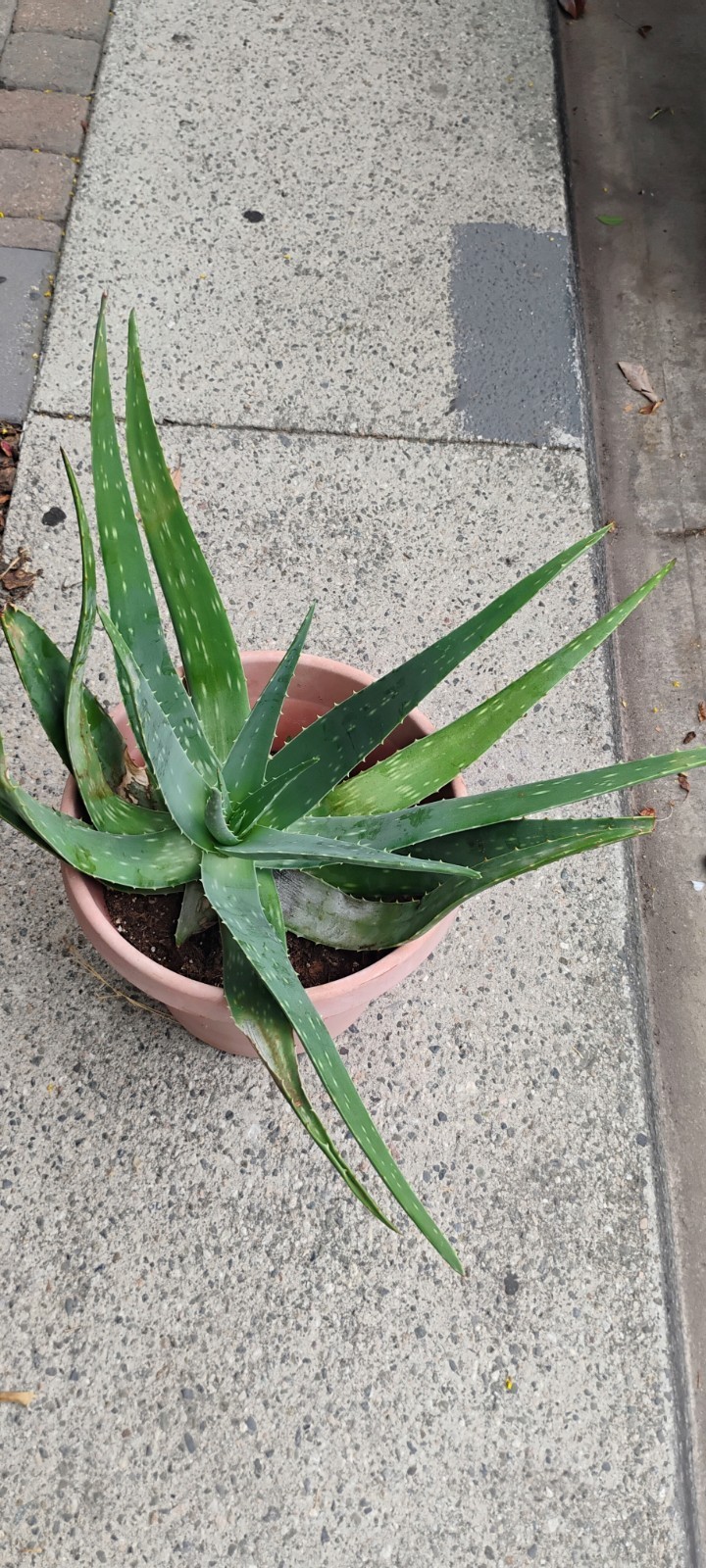 Small Medium and Large Aloe Vera Plants . Potted Or Not Available
