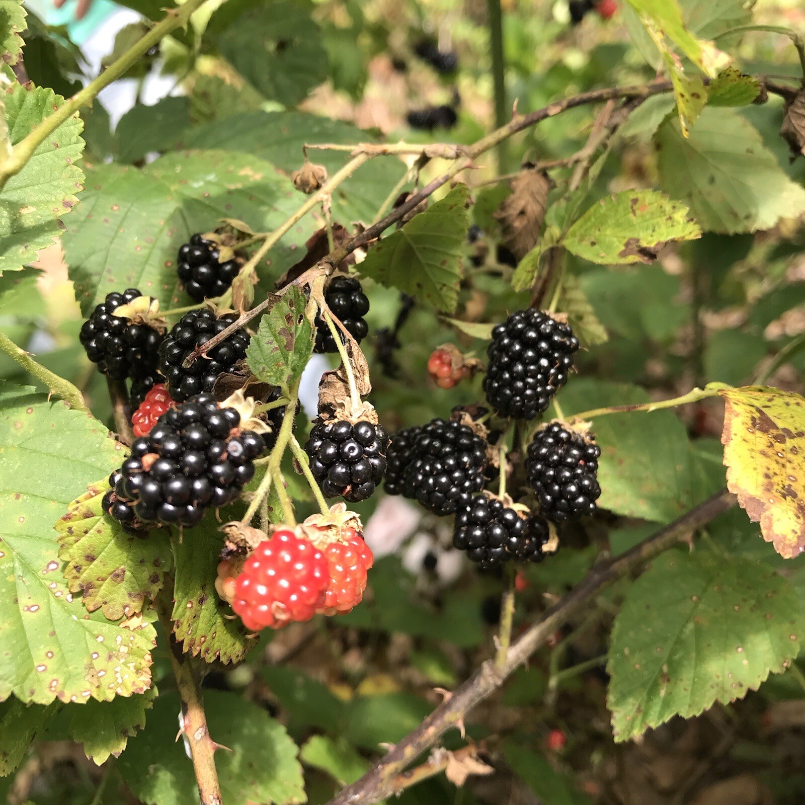 5 Southern Wild Blackberry Bush Live Starter Plants Bare Root Edible Fruit