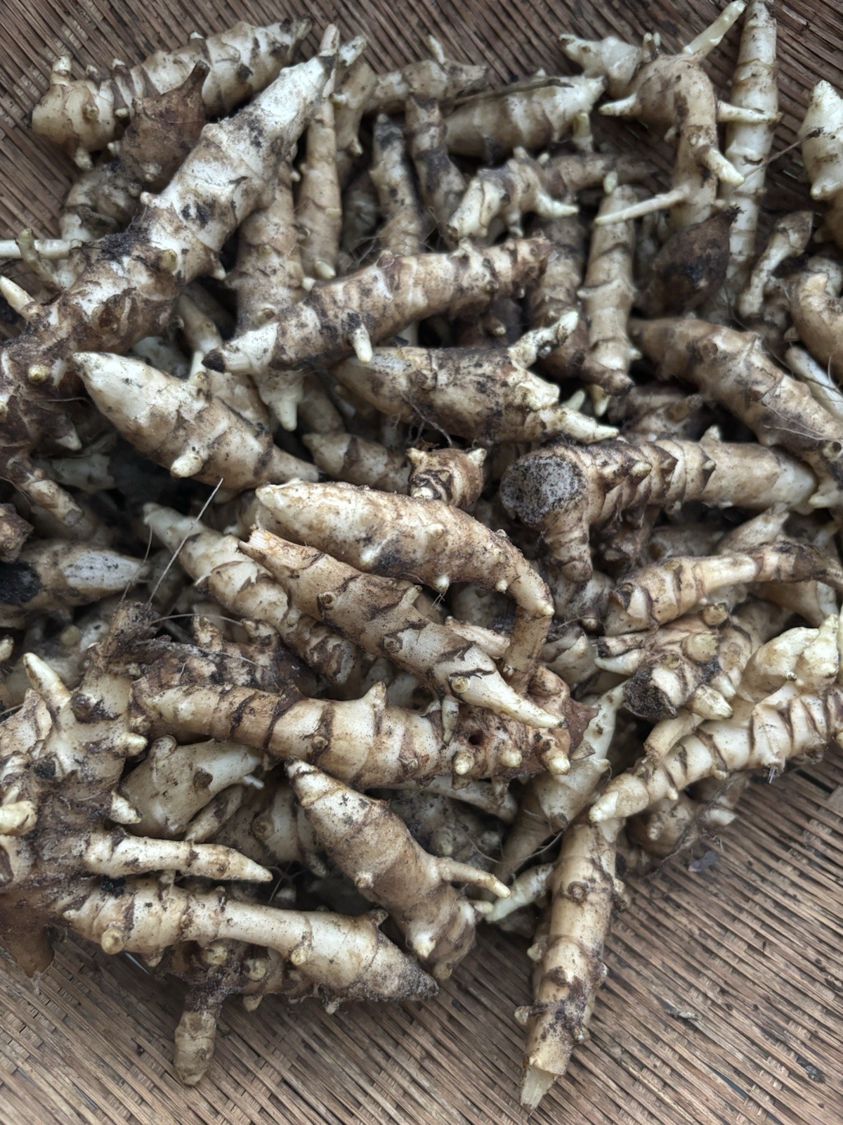 10 Jerusalem Artichoke Sunchoke Tubers for Planting Organic Medium Non GMO Fresh