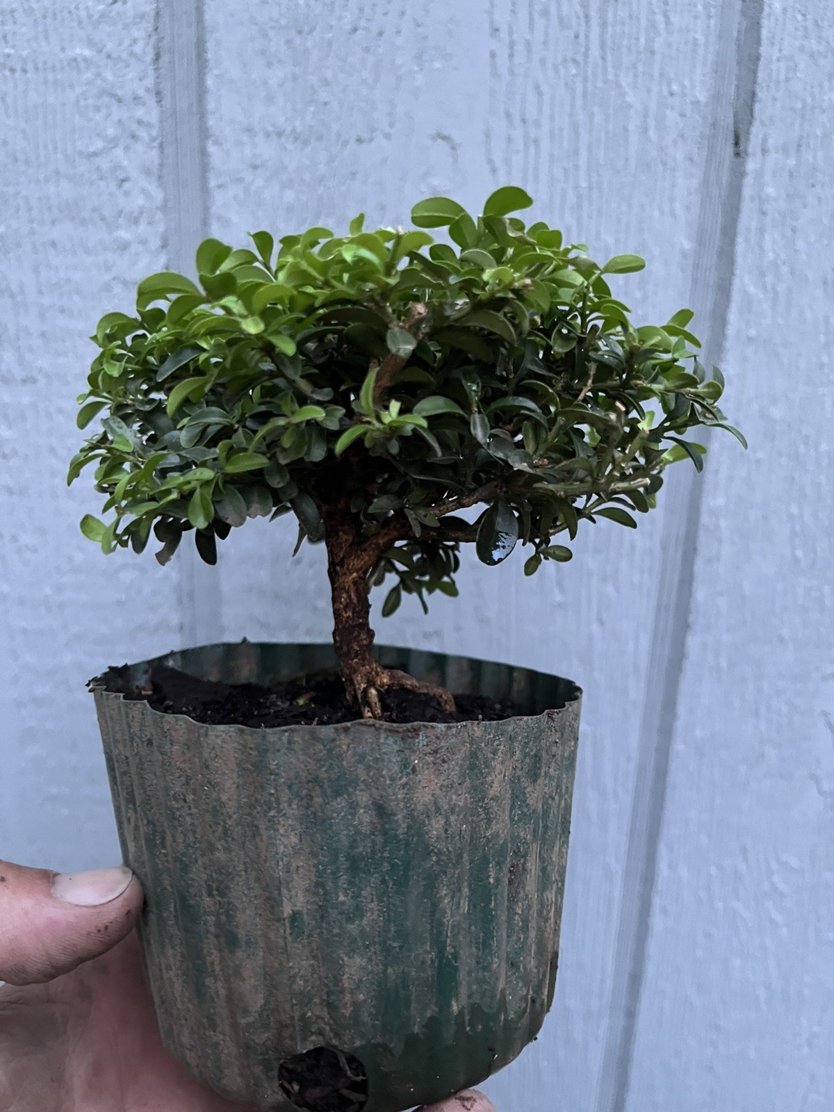 Kingsville boxwood Pre Bonsai Stock – Tree #7