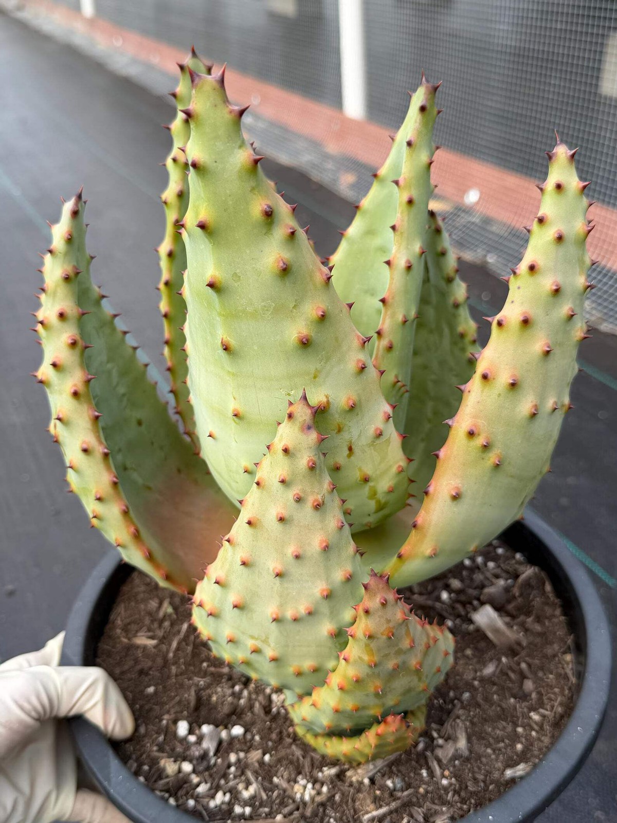 Aloe Marlothii Rosette Form | Rare Live Collector Succulent #155