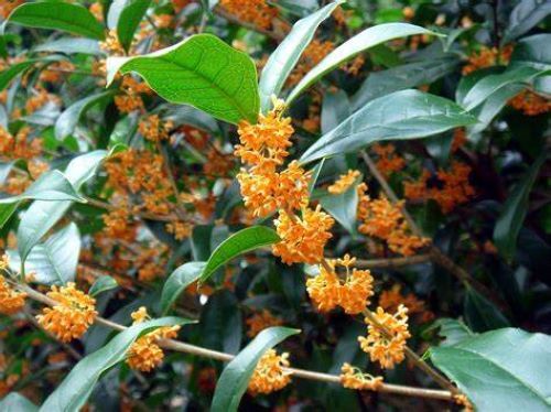 APRICOT ECHO Fragrant Tea Sweet Olive Osmanthus fragrans~~Rooted Starter Plant