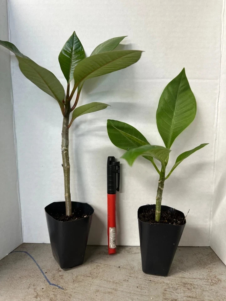 Royal Flush-Plumeria Rubra Frangipani-SMALL Rooted Seedling Plant 4-6 inches
