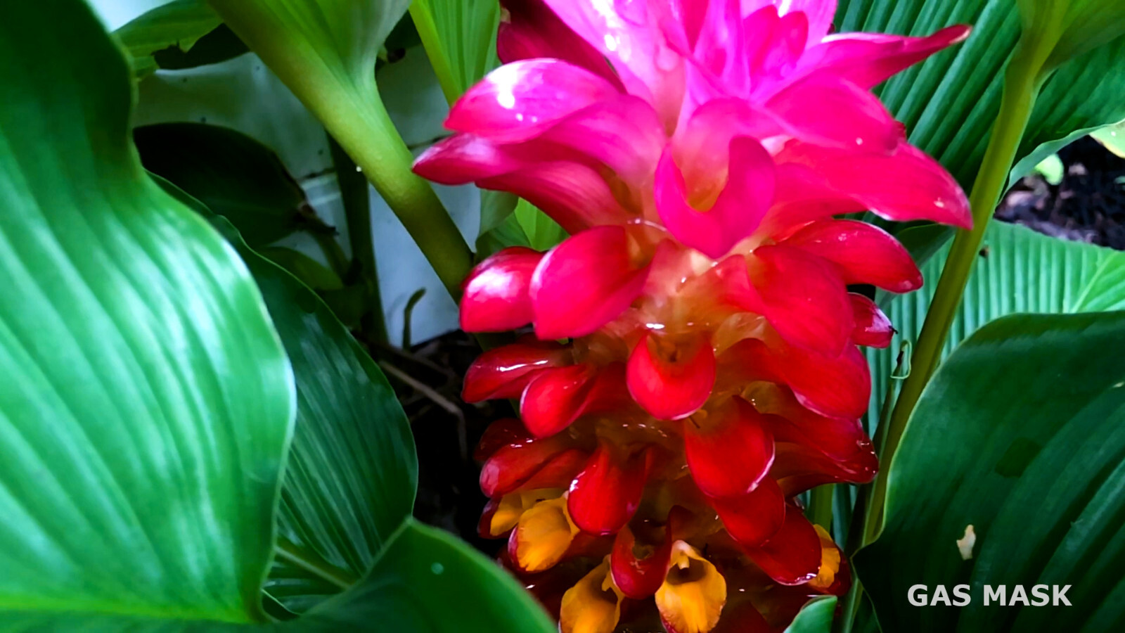 Rainbow Ginger Rhizome (Curcuma), Live Plant, Rainbow Bloom & Lush Green Leaves