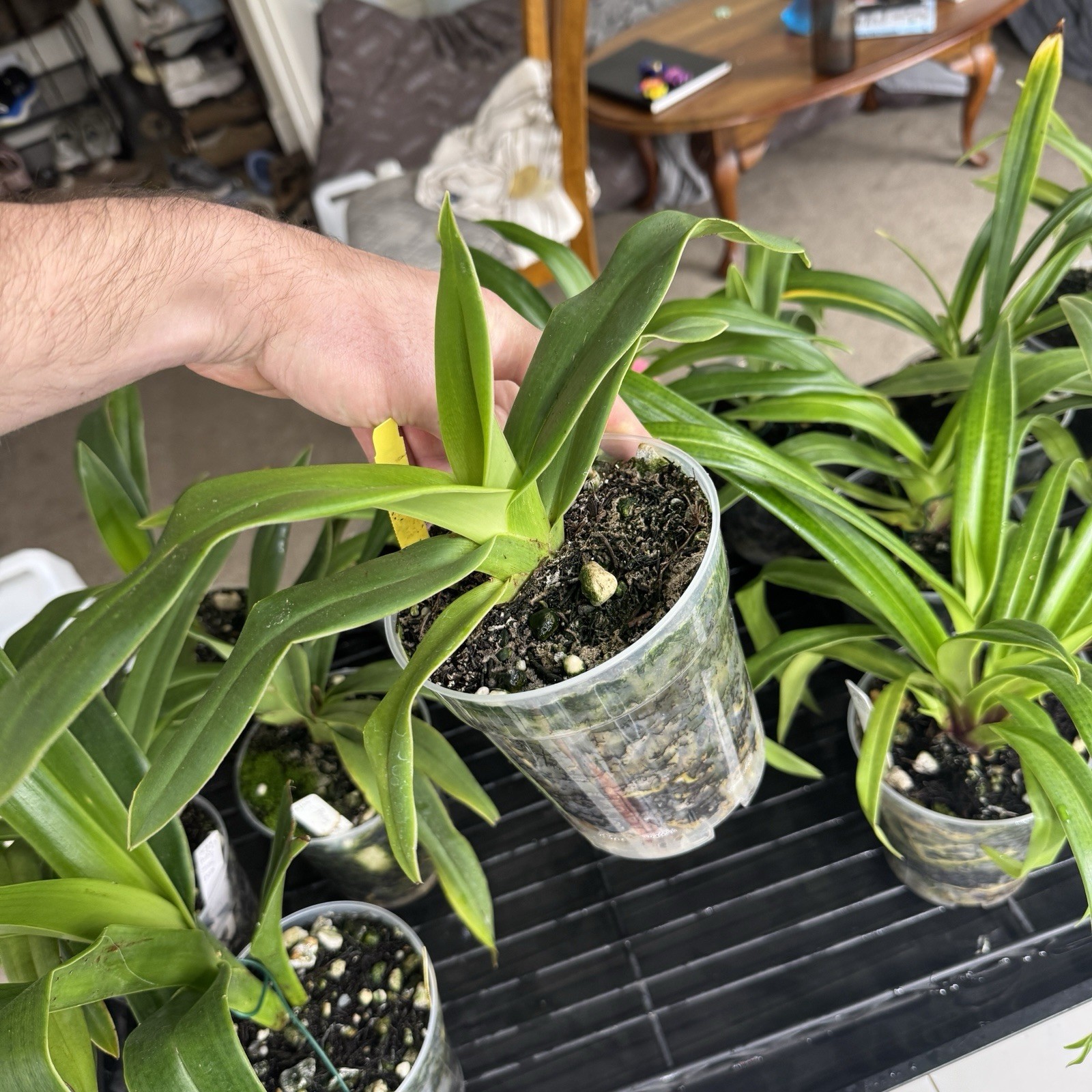 Phragmipedium Acker’s Starlight Blooming Size Slipper Orchid