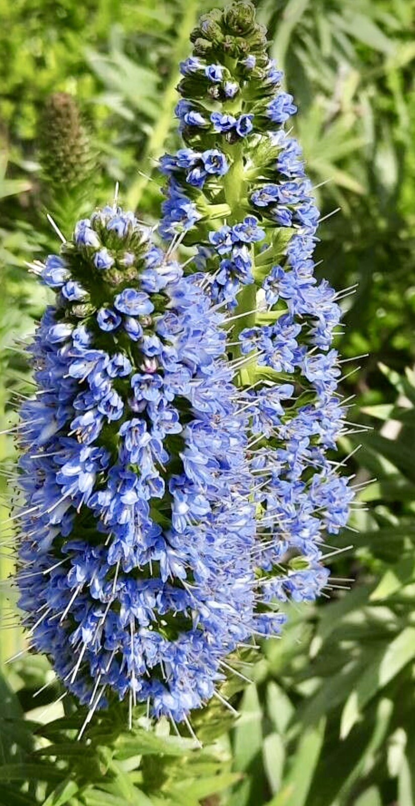 Pride of Madeira, Echium Candicans – 1 Seedling about 4 inches – USA