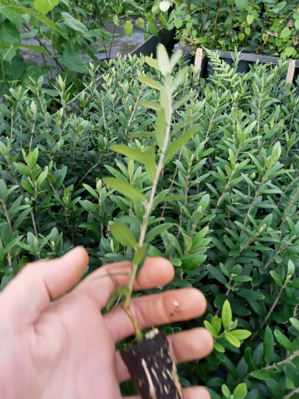 Olive Tree “Arbequina” one starter plant free shipping