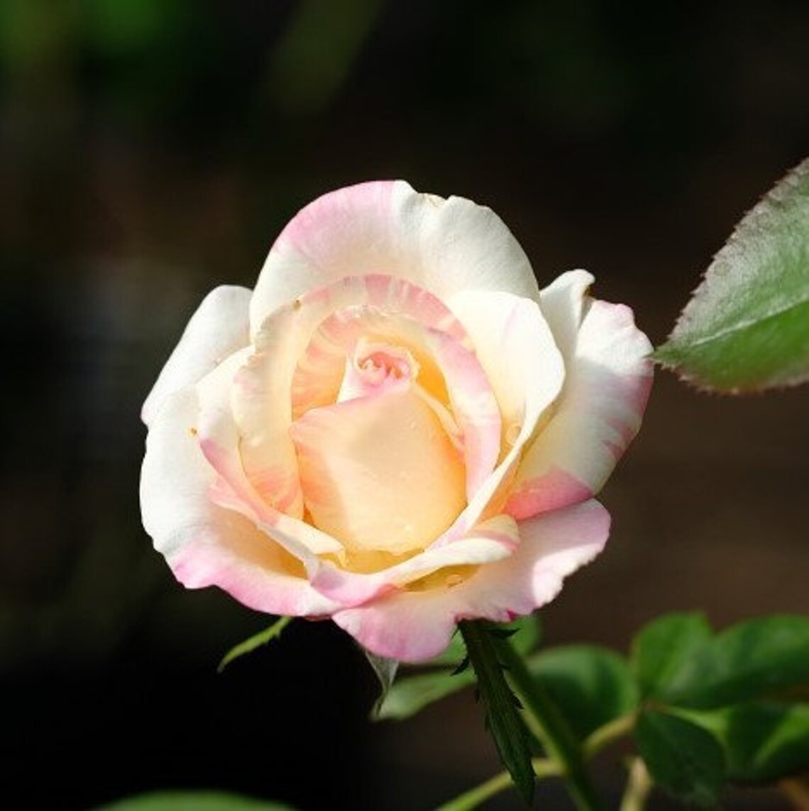 Colorful Rose Seeds, 50pcs/pack