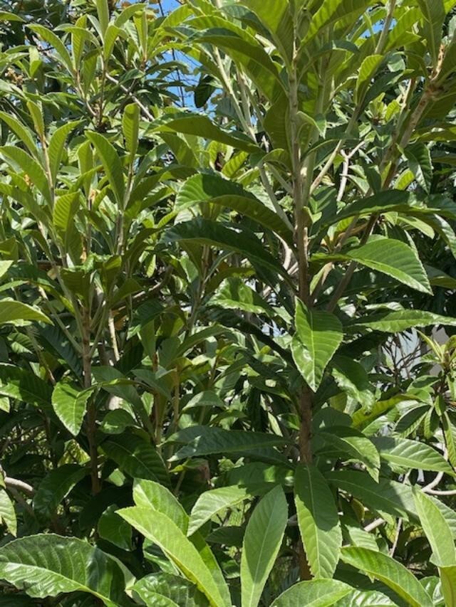 LOQUAT SEEDLINGS (ERYOBORTRYA JAPONICA) JAPANESE PLUM/APRICOT, NISPERO JAPONES