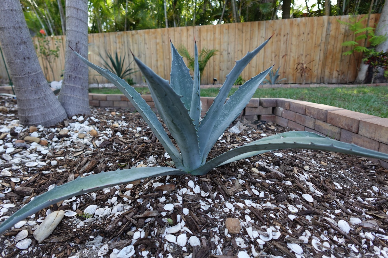 Blue Agave Americana Juvenile Century Plant Succulent Florida Grown Cactus