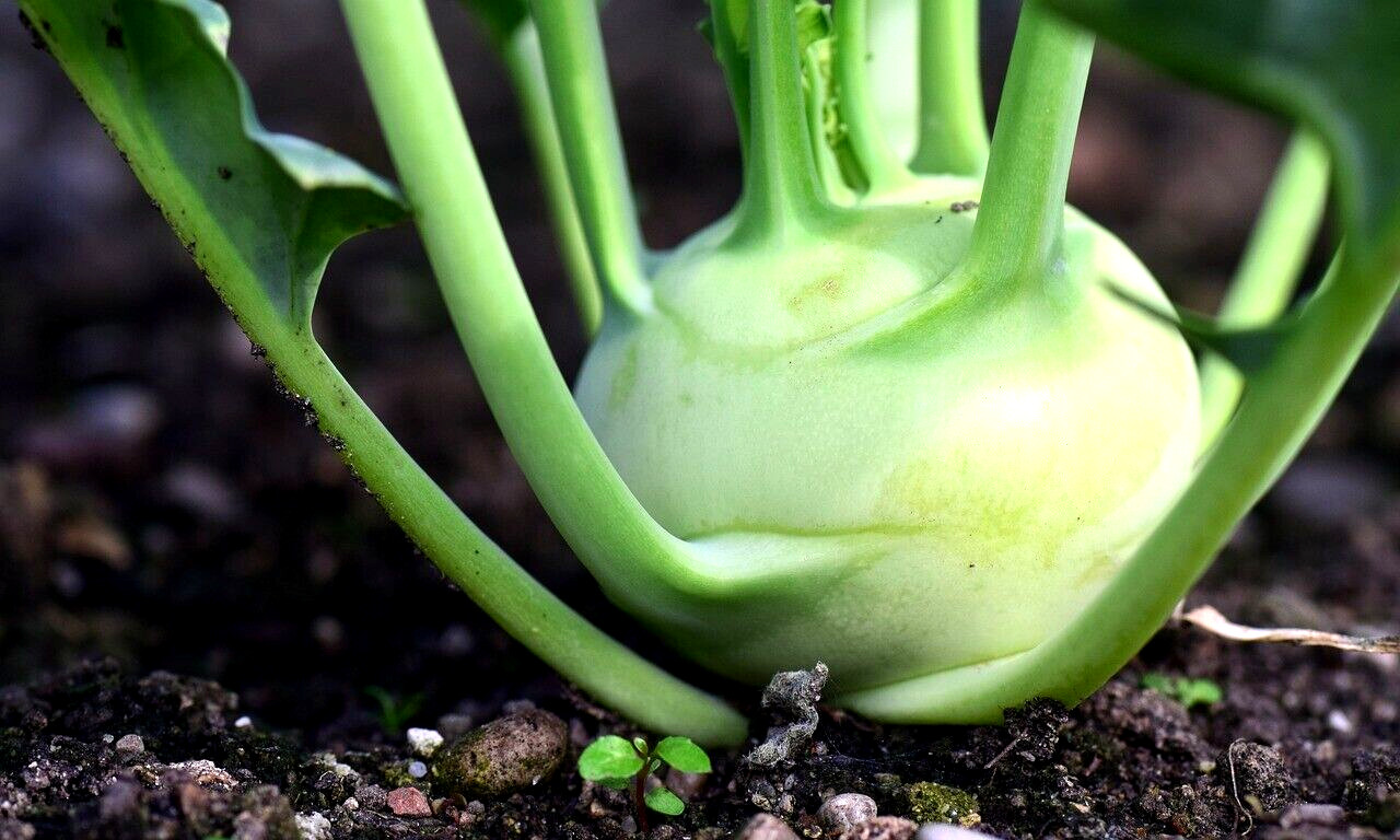 1000 CABBAGE KOHLRABI SEEDS SPRING MICROGREENS VEGETABLE NON-GMO SALADS HEIRLOOM