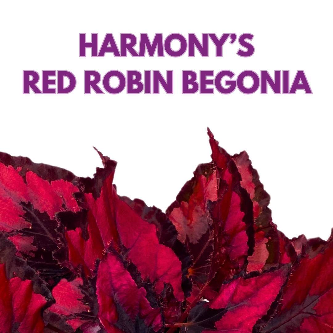 Harmony’s Red Robin Begonia Rex in a 6 inch Metallic Red Black Holographic