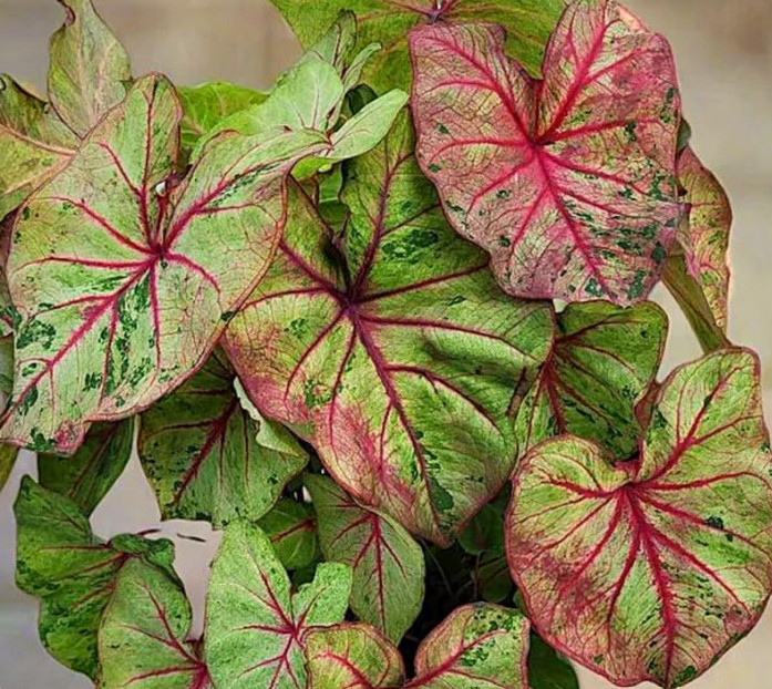 Autumn Beauty Caladium, Size #1 Bulb Green & Red, Packaged Planting Instructions