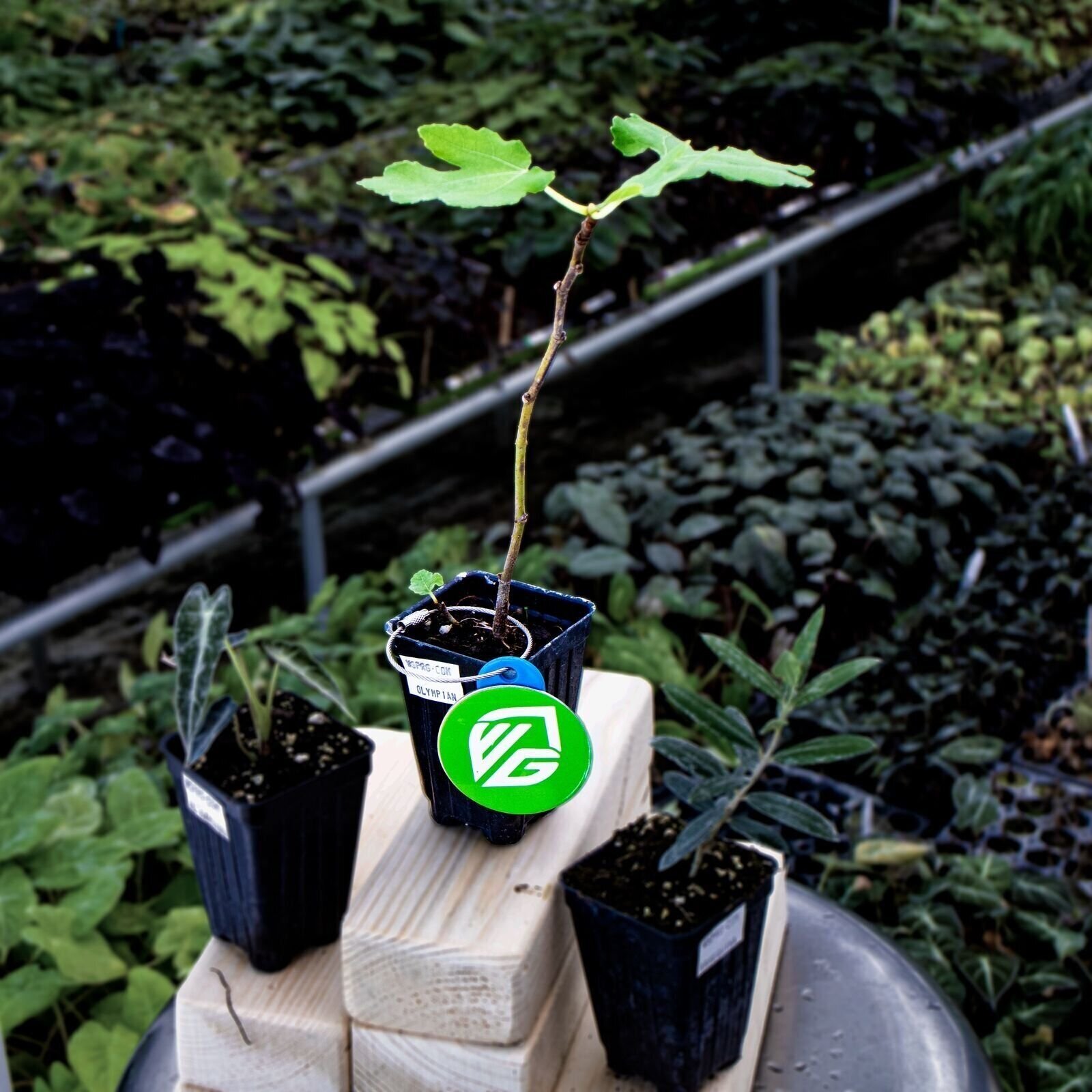 Olympian Fig – Ficus carica – Live Plant