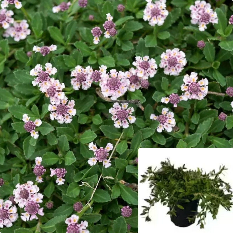 Lippia Nodiflora 4Inches Turkey Tangle Fogfruit Phyla Flower Live Plant
