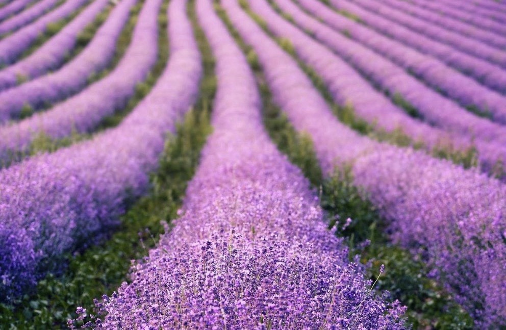 15Seeds) English Lavender 15 Seeds | Heirloom / Non-GMO | Free Shipping