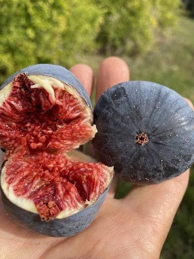 ~OWNER’S COLLECTIONS~ Violette de Solliès Fig Tree