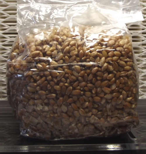 Rye Berry Mushroom Substrate (2 one pound bags!)