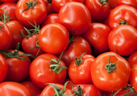 BUSH EARLY GIRL HYBRID TOMATO SEEDS * BUSH TYPE PLANT 18 INCHES* 15 SEEDS*