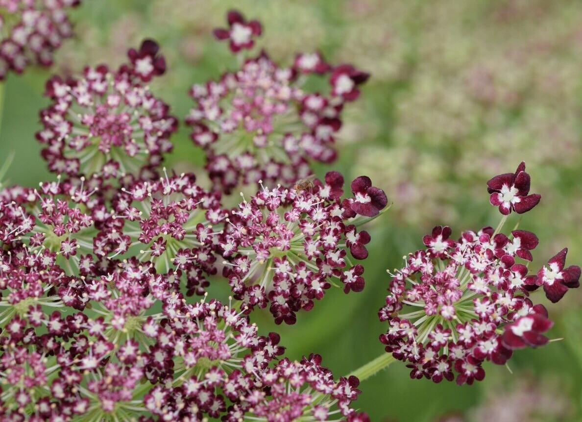 PURPLE AND PINK QUEEN ANNS LACE 100 SEEDS, DAUCUS CAROTA PURPURA