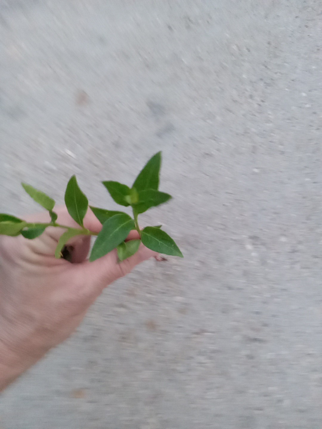 20 Vining Periwinkle ( Vinca major)– Live Bare Root Plants Ready To Plant