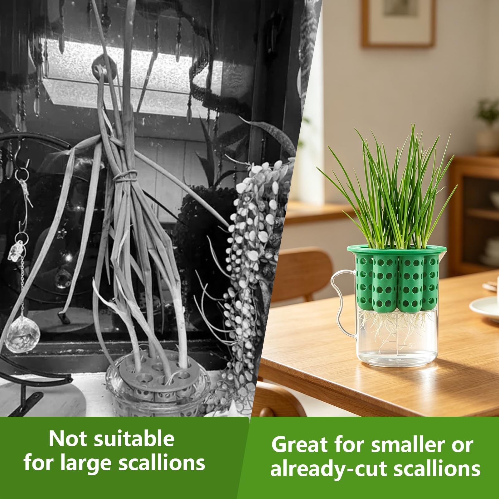 2 Set Green Onion Scallion Regrower Sprouting Kit Indoor Hydroponic Garden