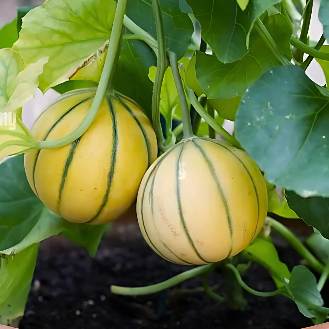 Fresh Kajari Melon Seeds | Dheli Melon | Heirloom Non-GMO | Fresh Fruit Seeds