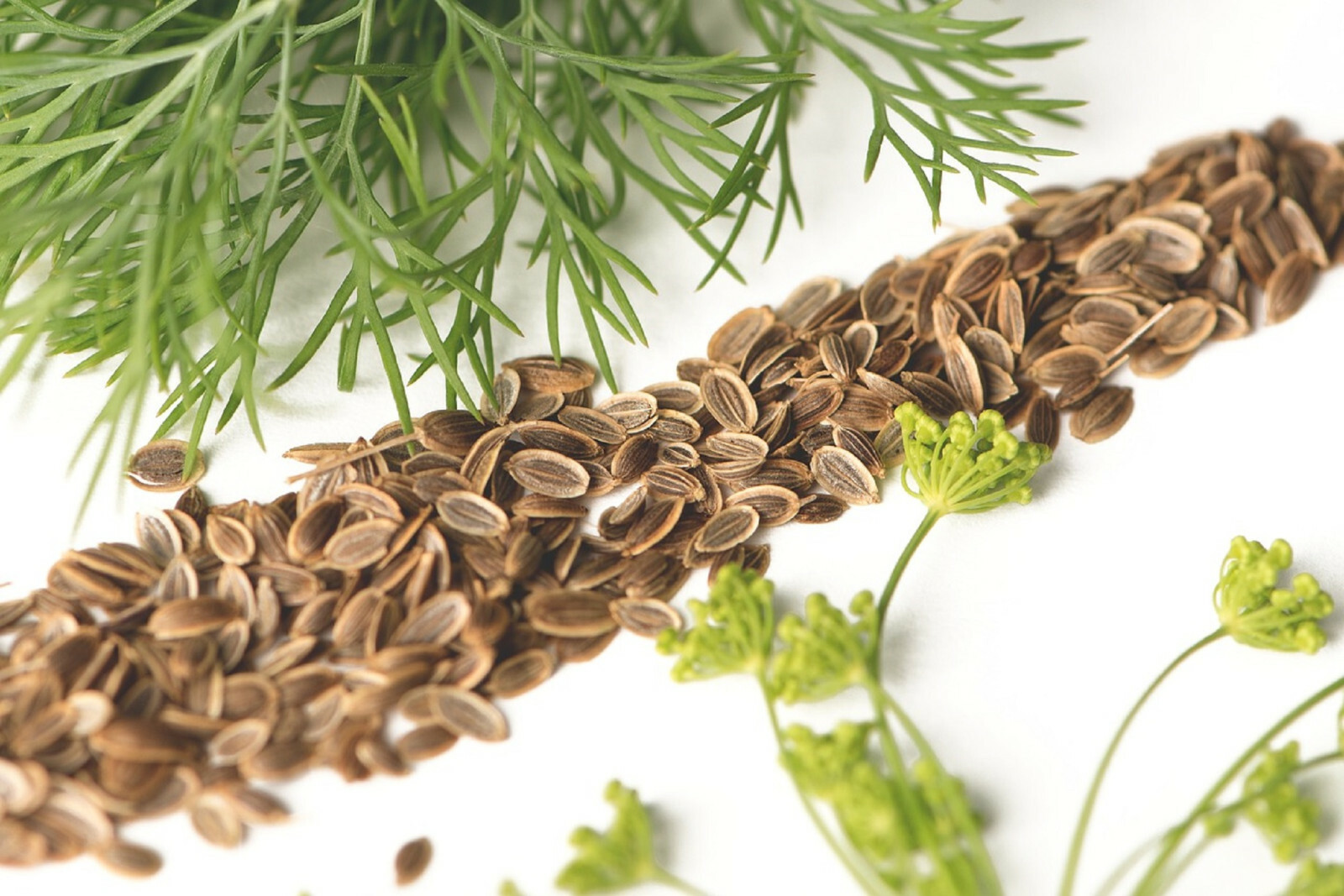 DILL BOUQUET SEEDS 500+ | A NON-GMO Heirloom Herb, Spice, Culinary Flower