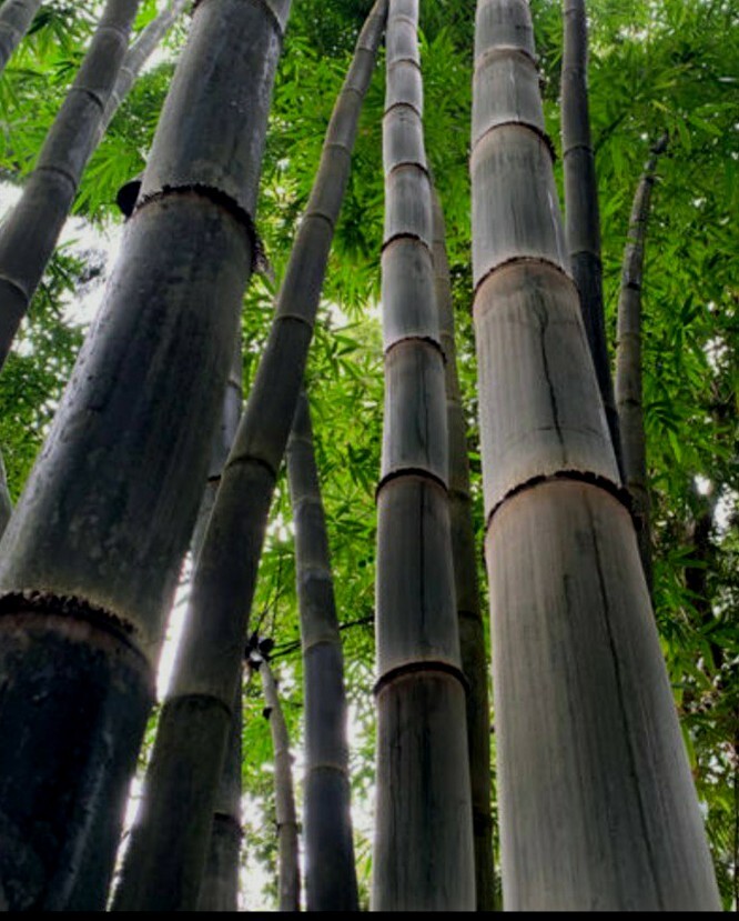 Black Timber Bamboo Nigra Daikokuchiku California Giant Bare Root Plant Rhizome