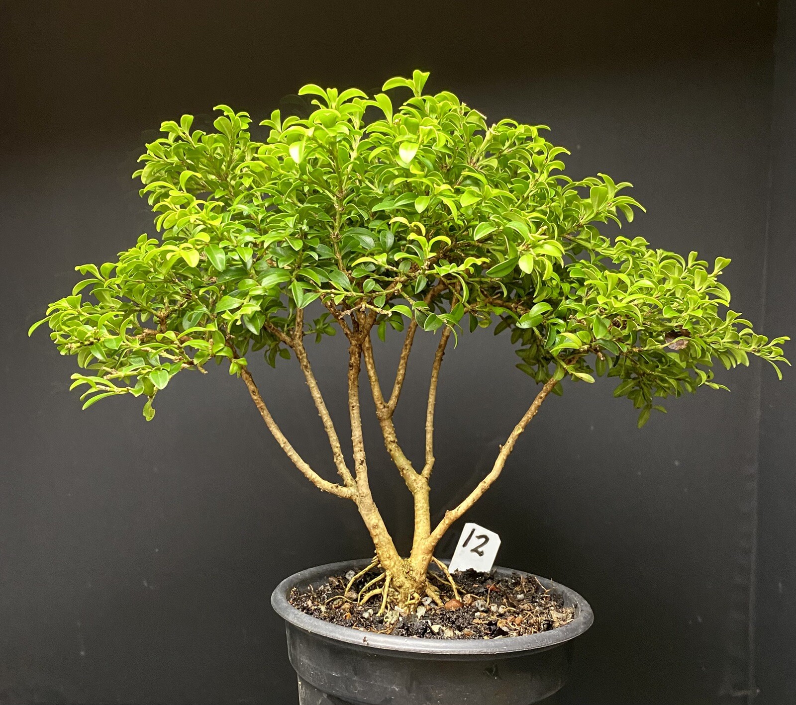 Bonsai Tree Kingsville Boxwood Pre Bonsai 12-15 Years Ready To Pot Up As Bonsai