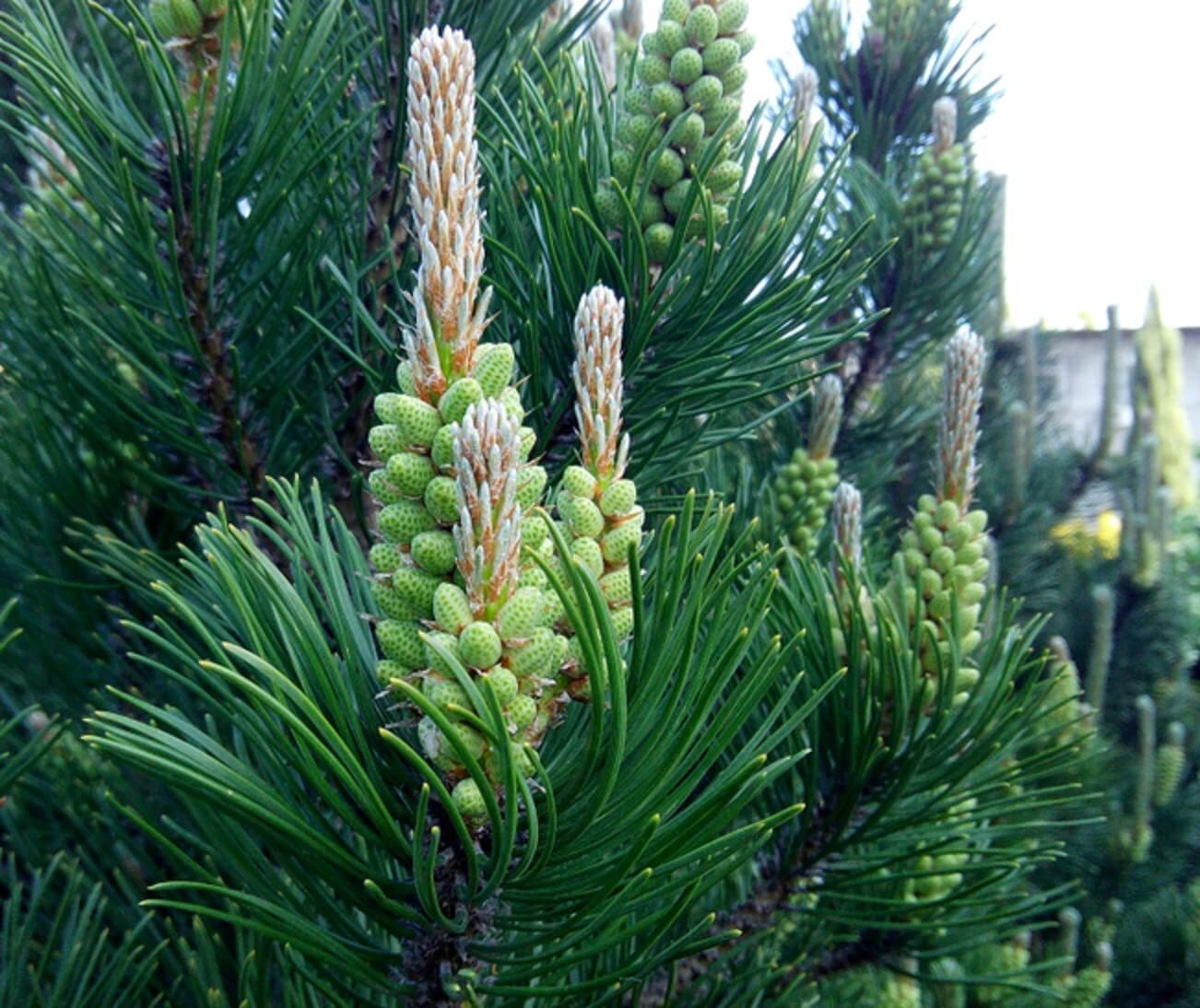 White Spruce Tree Seeds for Planting – 30 Seeds