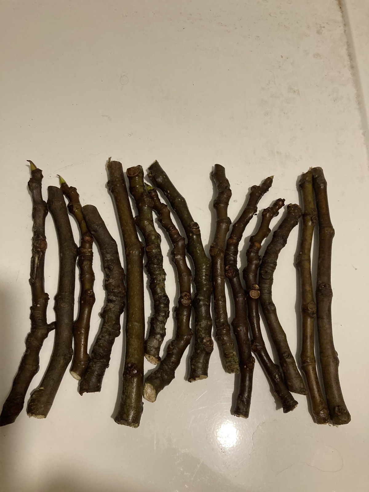 4 Desert King Fig Cuttings w/minimum 4 nodes For Propagation not rooted.