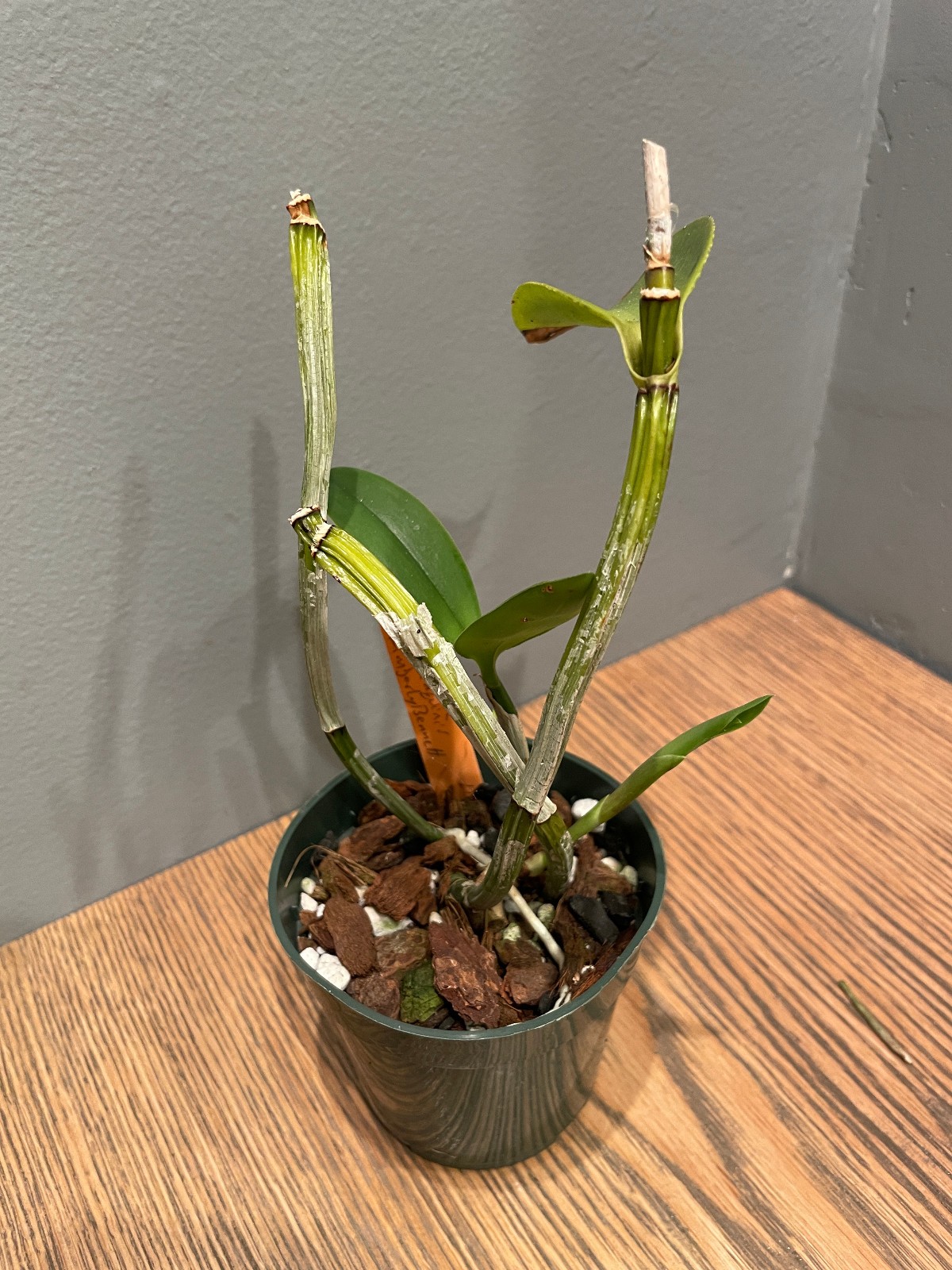 C. intermedia aquinii-coerulea `Kimberly Bennett’ Select Cattleya Orchid Plant
