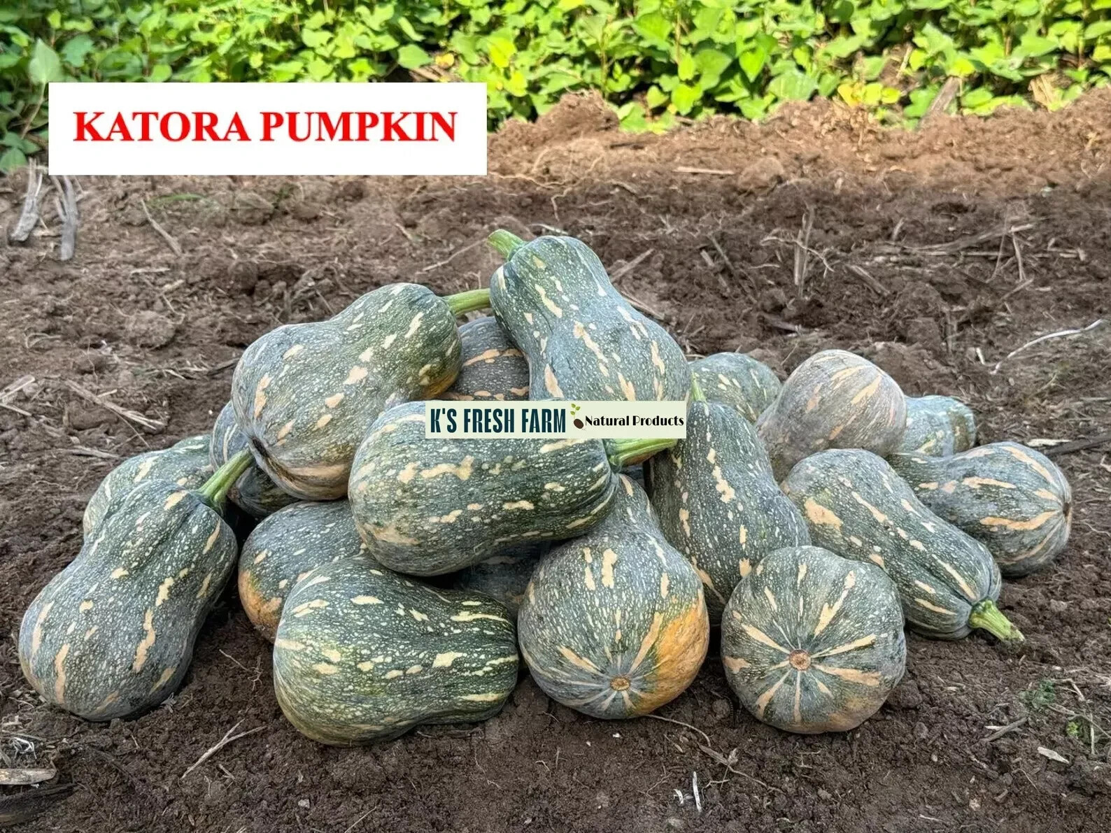 PUMPKIN SEEDS Flowers/Katora/Round/Super Squash Buds-BÍ ĐỎ Nụ/Đậu/Tròn/Siêu Ngọn