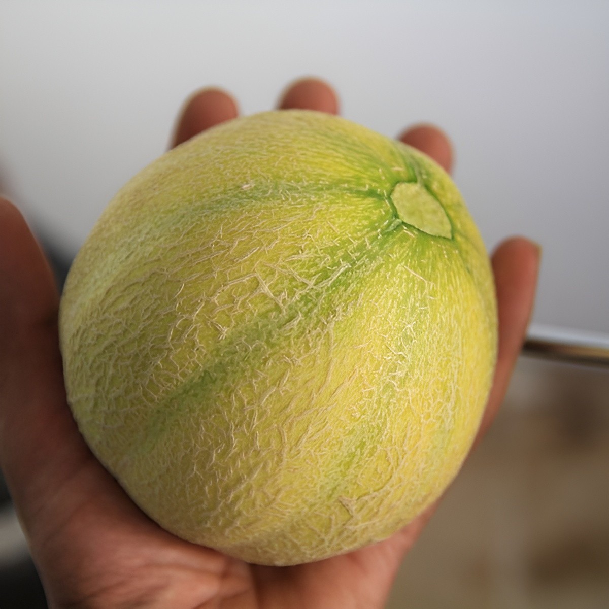 50 Heirloom Minnesota Midget Melon Seeds – Super Sweet – Super Fast Growing!