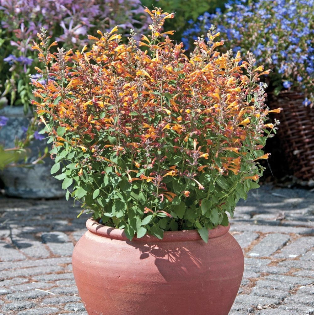 Arizona Sandstone Hummingbird Mint – Agastache – Anise Hyssop – Hardy – Quart