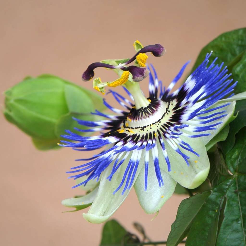 ~HARDY BLUE CROWN~ Passiflora caerulea Passion Flower~SMALL ROOTED STARTER PLANT