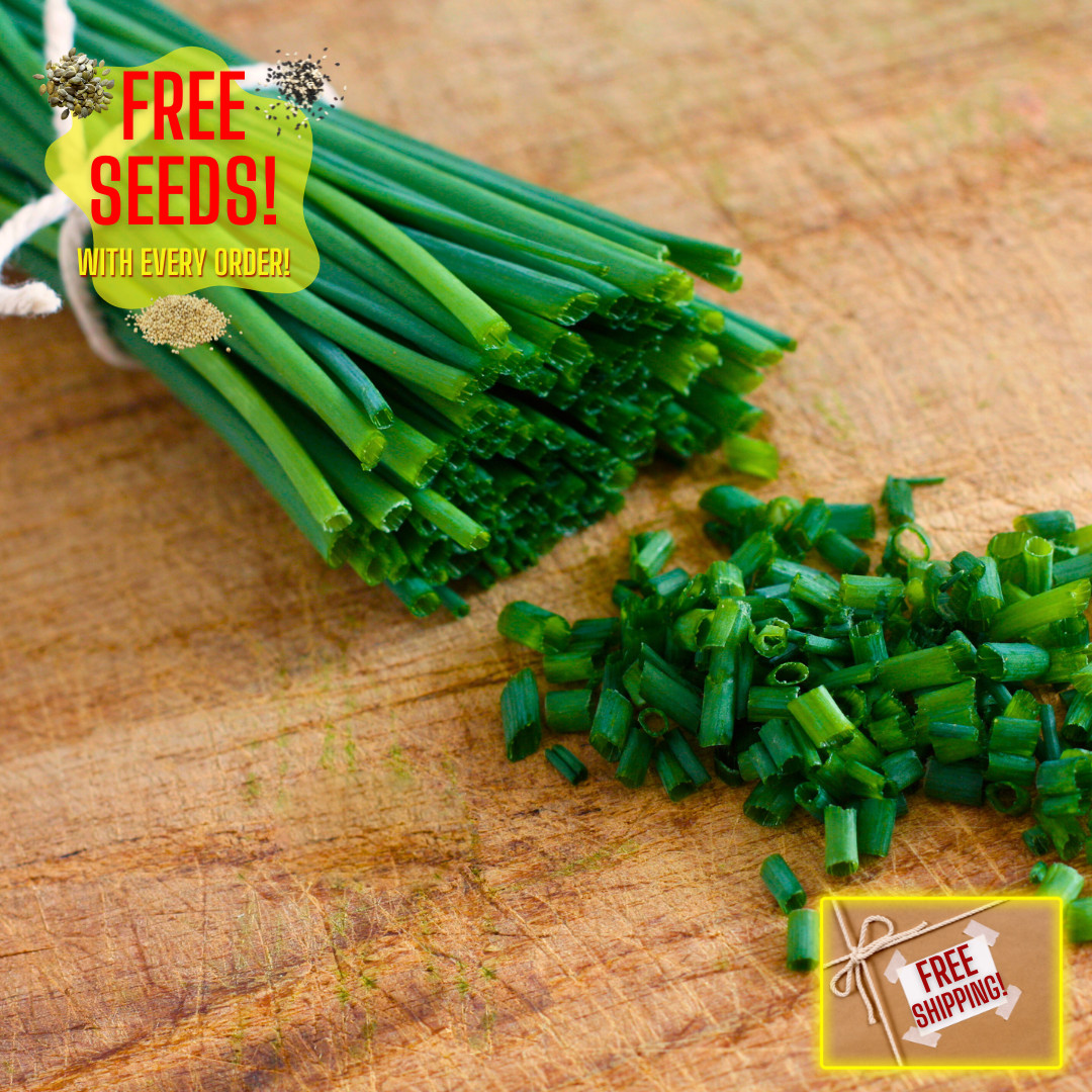 Fresh Premium Chive Seeds | Common | Heirloom Non-GMO | Herb Seeds