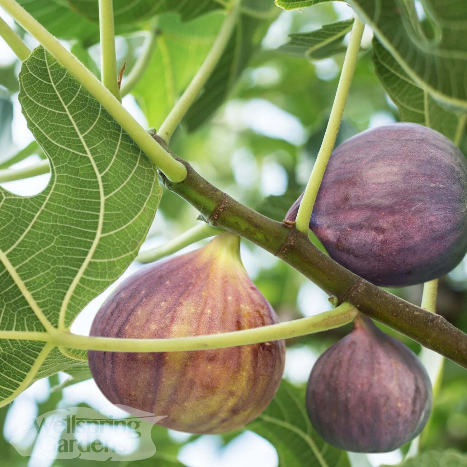 Olympian Fig – Ficus carica – Live Plant