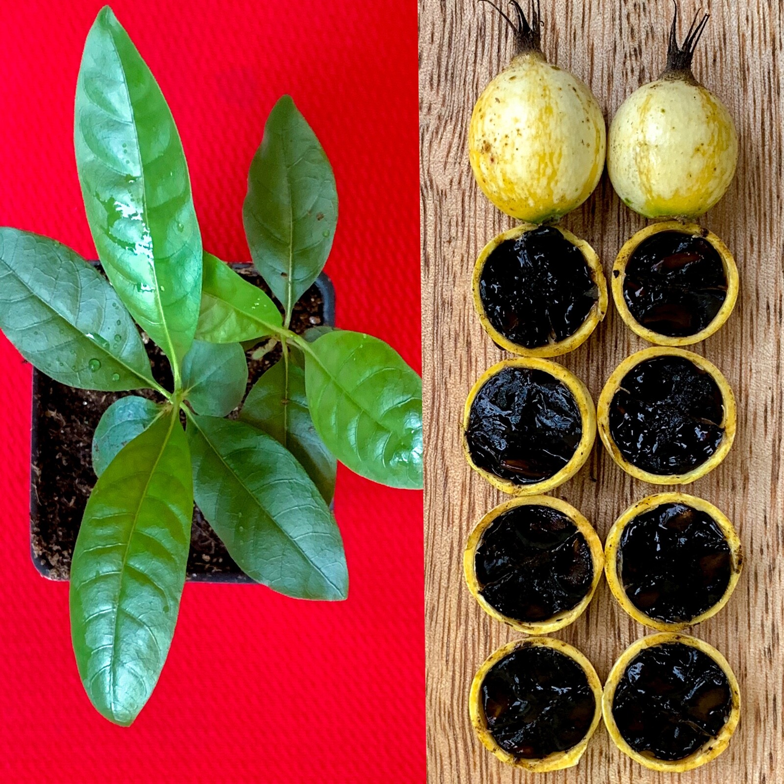 Blackberry Jam Fruit Randia Formosa Potted PLANT Tropical Tree Jasmin de Rosa