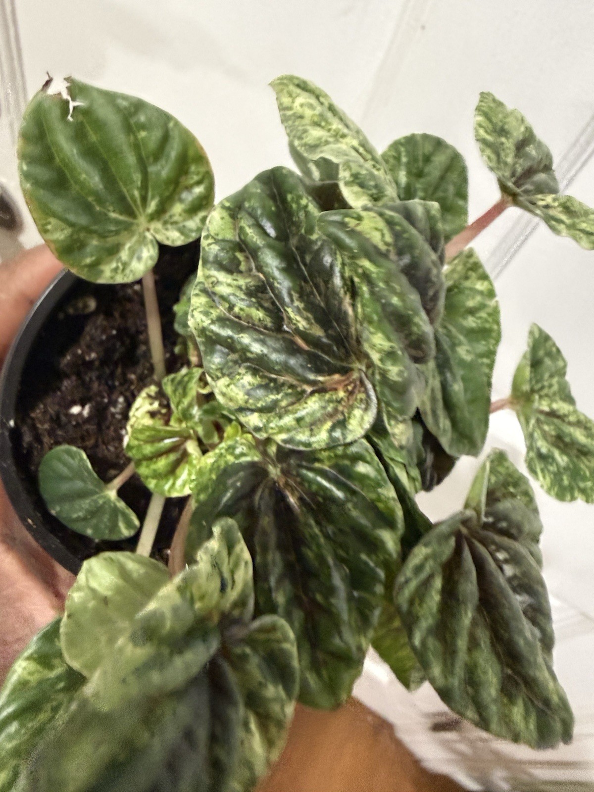Peperomia Plant In 4 Inches Pot