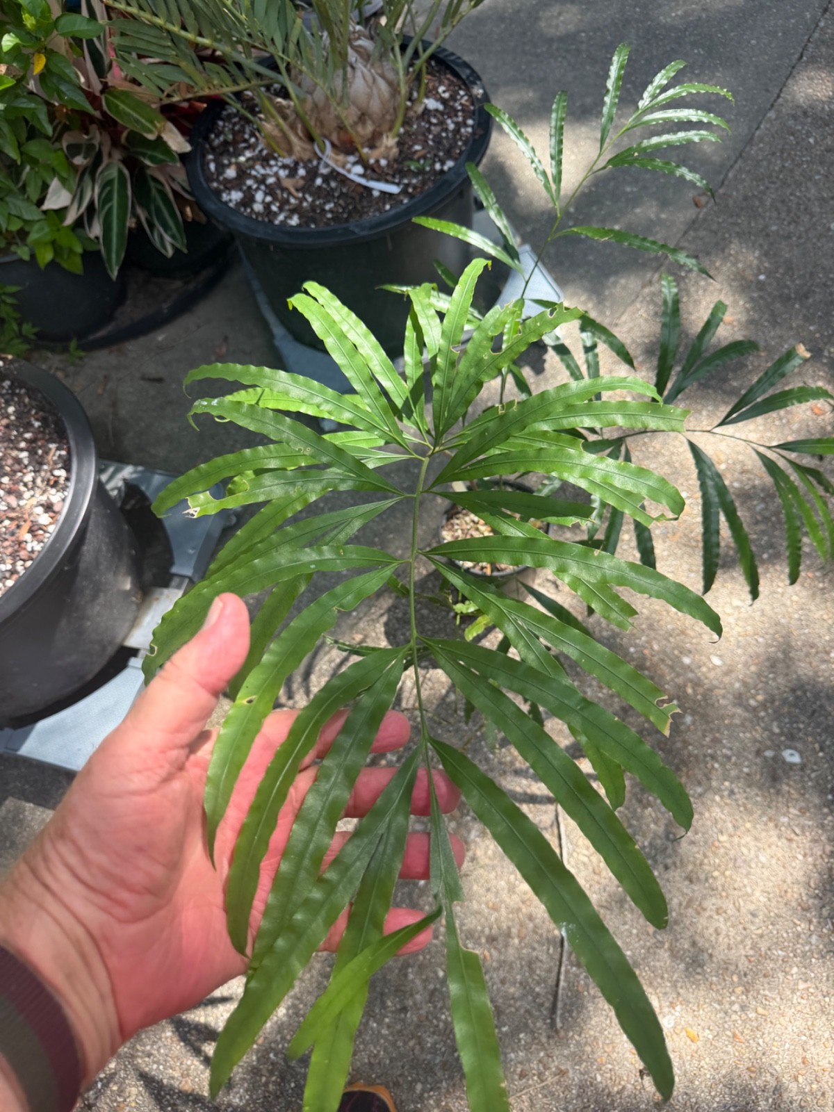 Cycas “multifrondis” formally called Cycas Debaoensis NOW told they are not deb