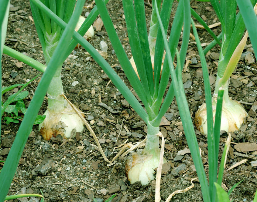 Walla Walla Onion Seeds 200+ Sweet Mild Vegetable Garden NON-GMO FREE SHIPPING